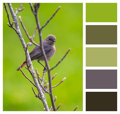 Common Redstart Bird Songbird Image